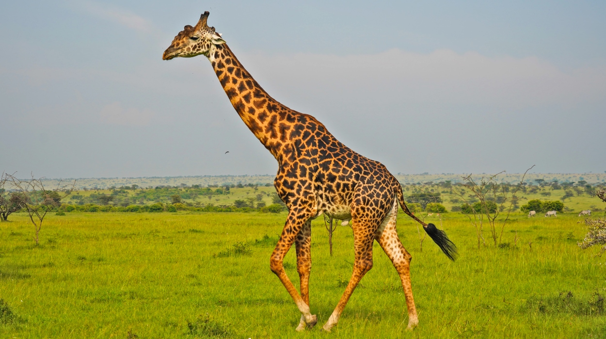 Masai Giraffes in masai mara