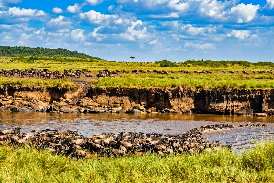 where is masai mara safari