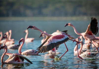 masai mara safari tours