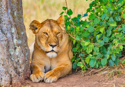 masai mara safari tours