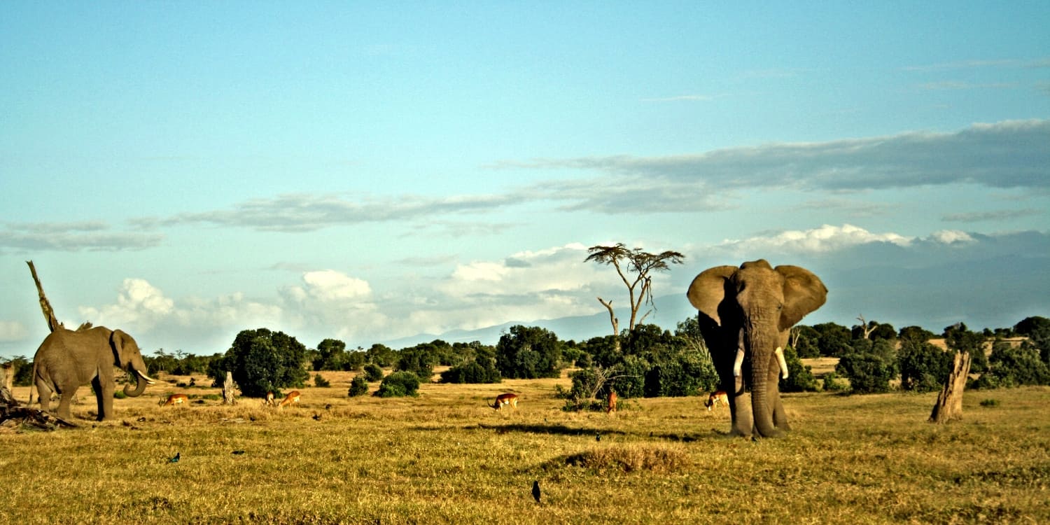 cheap safari holidays in kenya