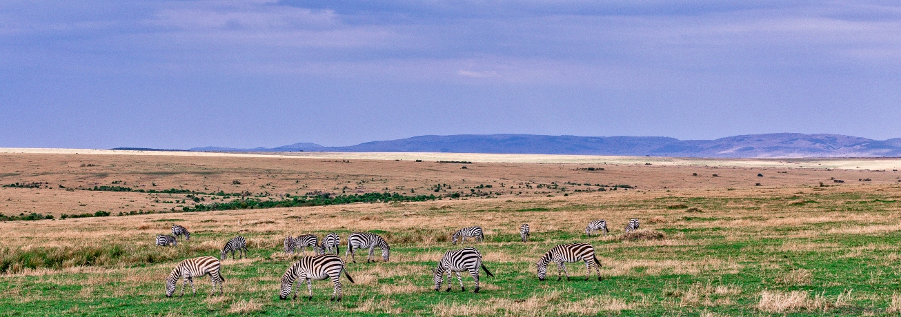 Wildebeest migration in masai mara