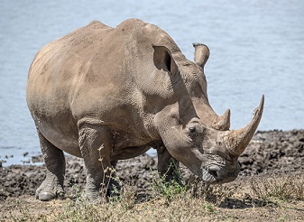 Rhinos in Masai Mara