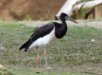 Abdim's Stork in Masai Mara