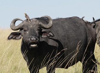 Animals in Masai Mara: What wildlife can be seen on Safari in Masai Mara Park, Kenya, including Big Five & Big Nine