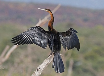 African Darters in Masai Mara
