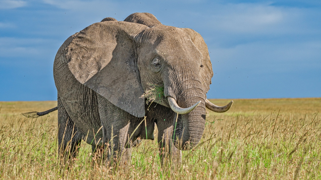 African Elephants in masai mara