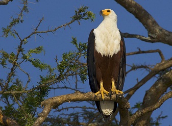 African Fish Eagles in Masai Mara