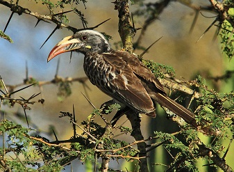 African Grey Hornbills in Masai Mara