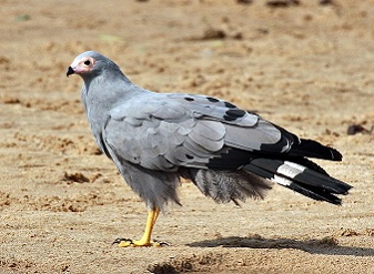 African Harrier Hawks in Masai Mara