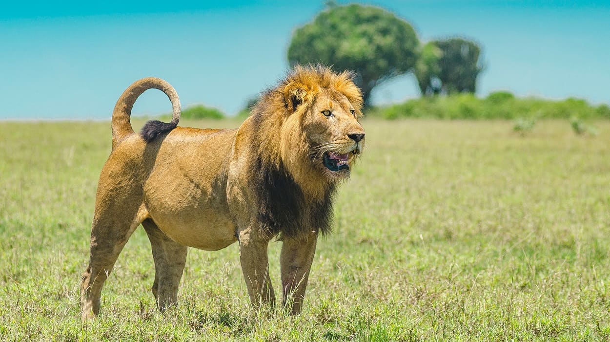 Lions in masai mara