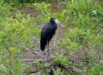 African Openbill in Masai Mara