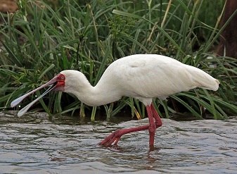 African Spoonbill in Masai Mara