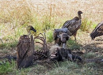 African White Backed Vultures in Masai Mara