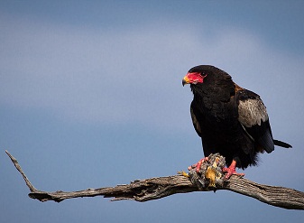Bateleur Eagle in Masai Mara