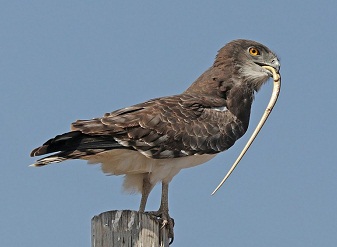 Black Chested Snake Eagles in Masai Mara