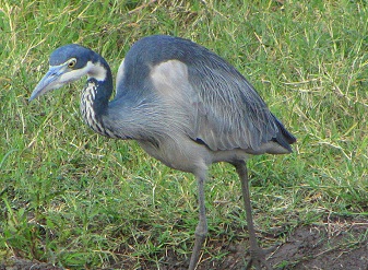 Black Headed Heron in Masai Mara