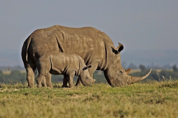 Masai Mara Rhinos: Facts about Rhinos in the famed wildlife reserve and in Kenya