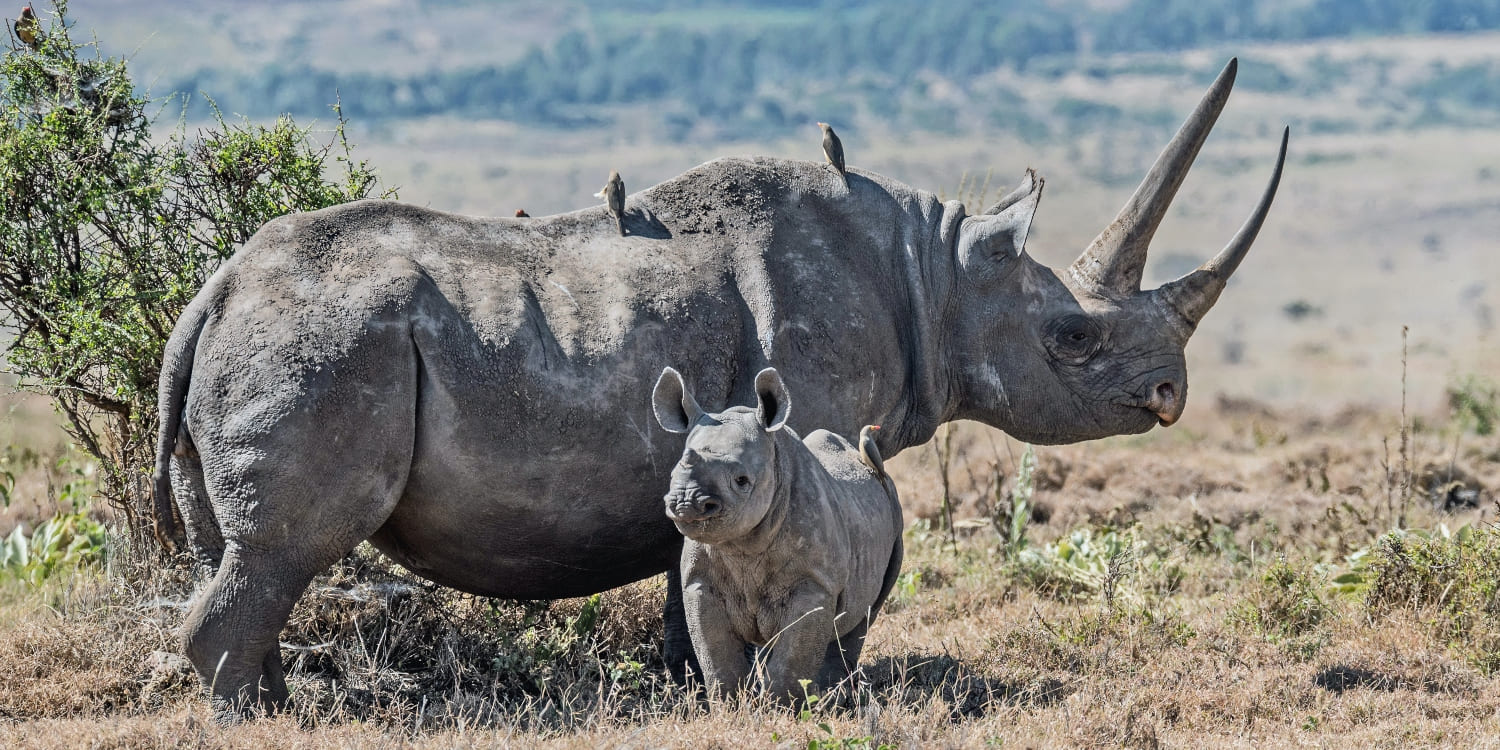 Rhinos in masai mara