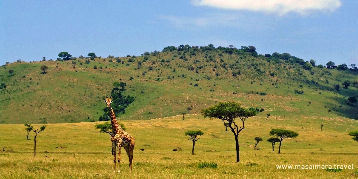cheap masai mara safari
