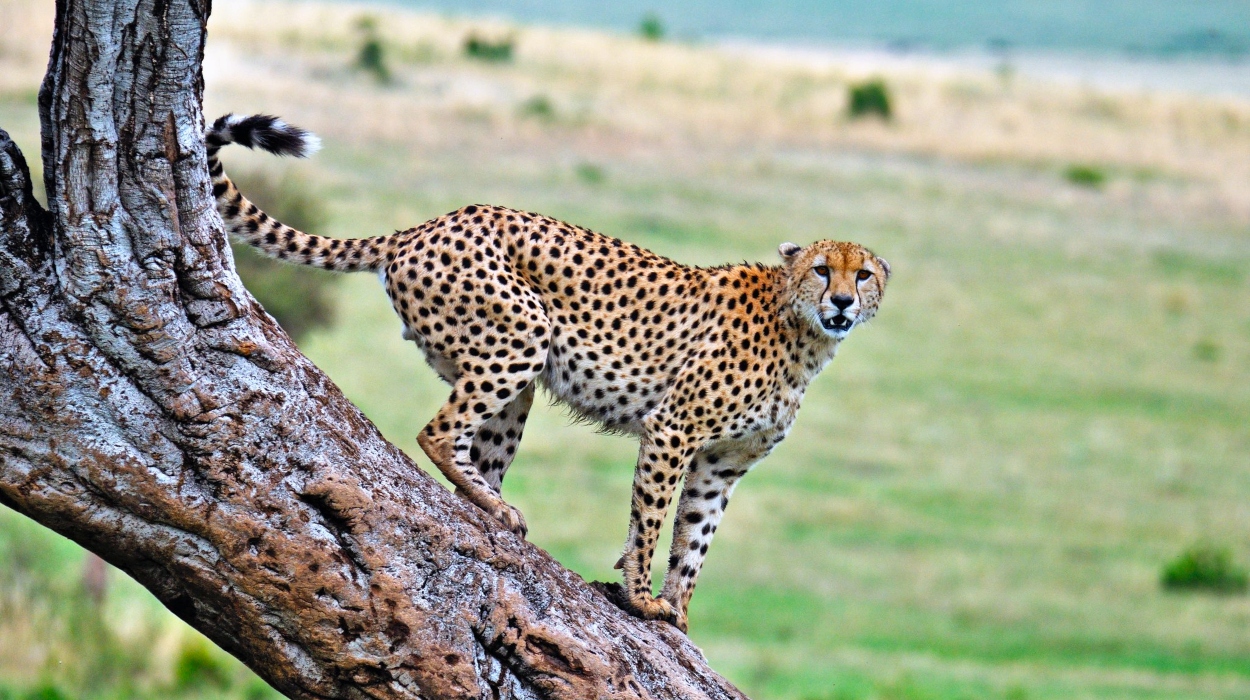 Cheetahs in masai mara