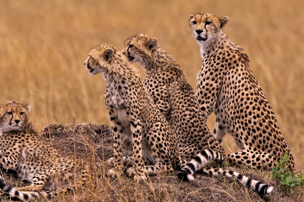 Masai Mara Cheetahs: Facts about Cheetahs in the famed wildlife reserve and in Kenya