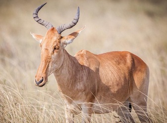  Ресторан Coke's Hartebeest в Масаи Мара