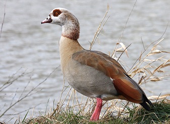 Egyptian Gooses in Masai Mara