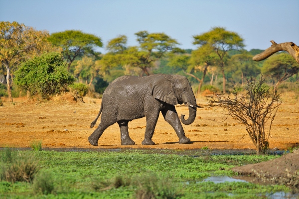 https://www.masaimara.travel/images/elephant-in-masaimara.jpg?utm_source=chatgpt.com