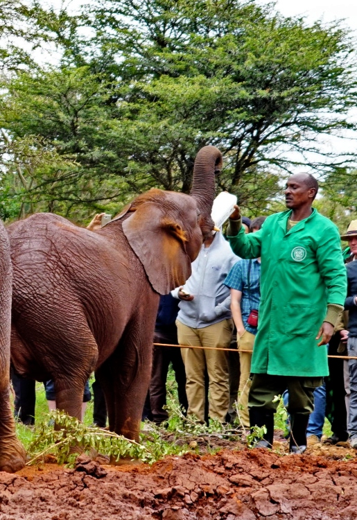 sheldrick elephant orphanage private visit