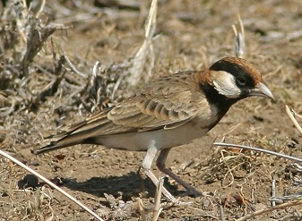 Fisher's Sparrow Larks in Masai Mara