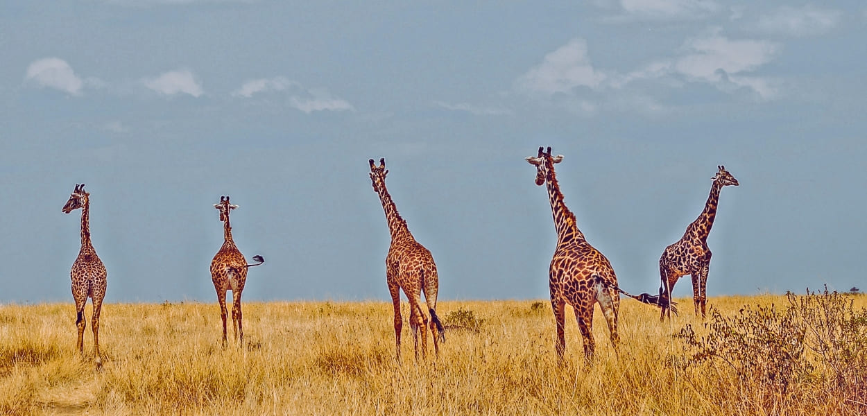  3 days masai mara fly-in safari