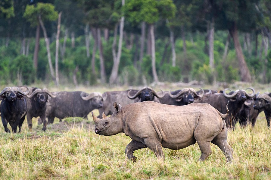 masai mara luxury tour