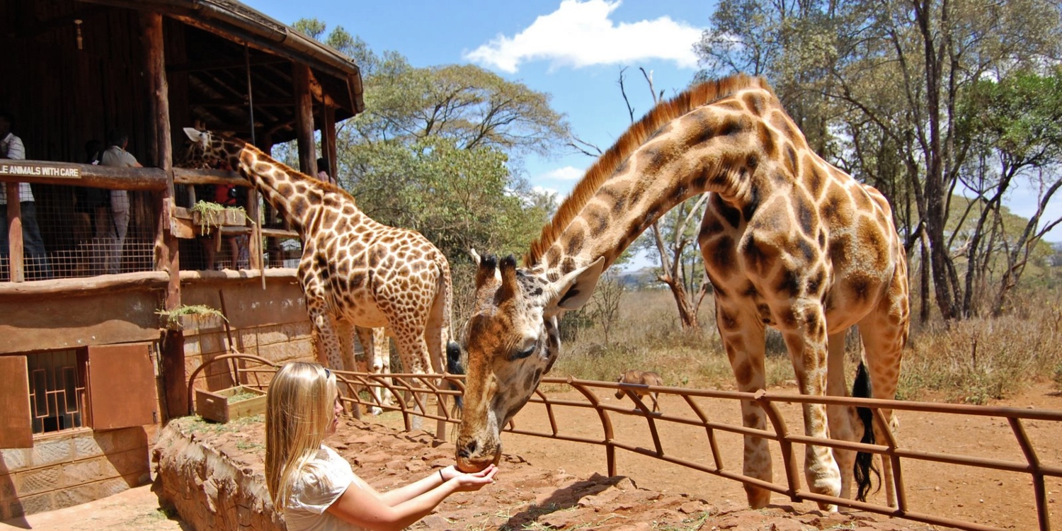Giraffe Centre Nairobi, Kenya