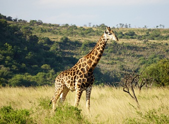 Giraffes in Masai Mara