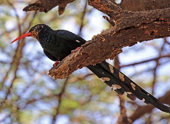 Green Wood Hoopoes in Masai Mara