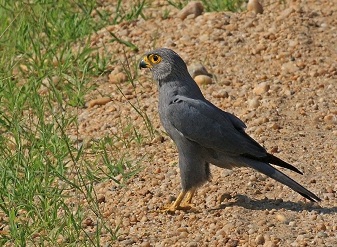 Grey Kestrels in Masai Mara