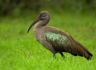 Hadeda Ibis in Masai Mara