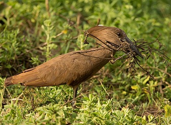Hamerkop in Masai Mara