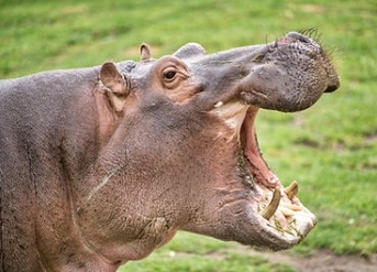 Hippos in Masai Mara