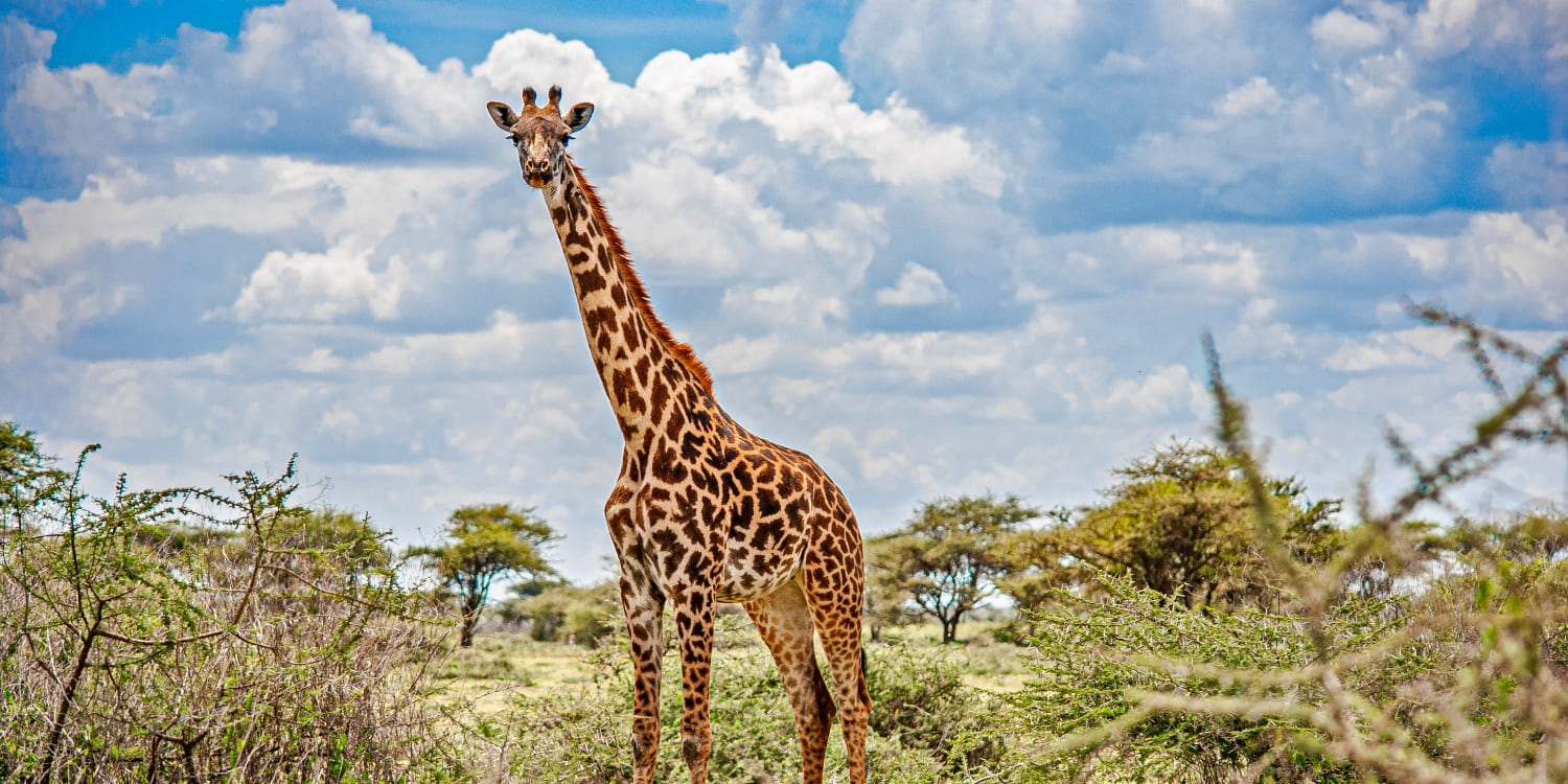  is there malaria in maasai mara, kenya