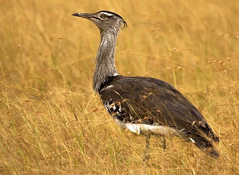Kori Bustards in Masai Mara