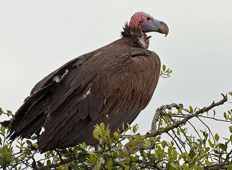 Lappet Faced Vultures in Masai Mara