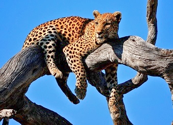 Leopards in Masai Mara