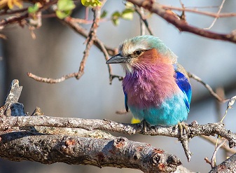 Lilac Breasted Rollers in Masai Mara