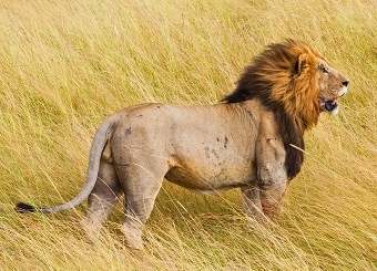 lions in masai mara
