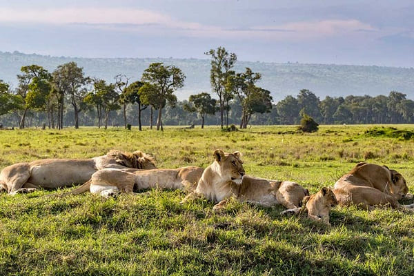 Masai Mara Lions: Facts about Lions in the famed wildlife reserve and in Kenya