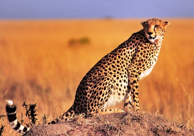 masai mara tour cost