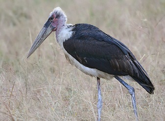 Marabou Storks in Masai Mara