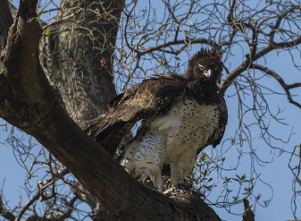 Martial Eagles in Masai Mara